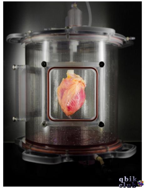 Донорское сердце с посевом стволовых клеток, культивируемое в биореакторе