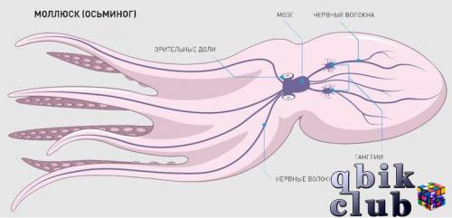 Нервная система осьминога