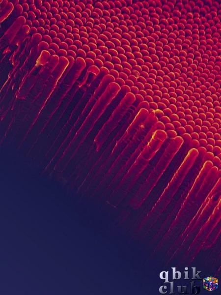 Обработанное электронное изображение нанотрубок диоксида титана, полученных анодированием металлического титана.