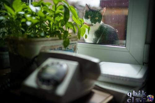 Кот за окном