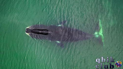 Вид с воздуха на гренландского кита в Охотском море в России
