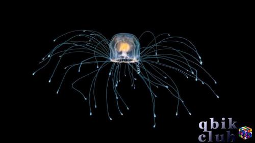 Бессмертная медуза Turritopsis у побережья Палм-Бич во Флориде