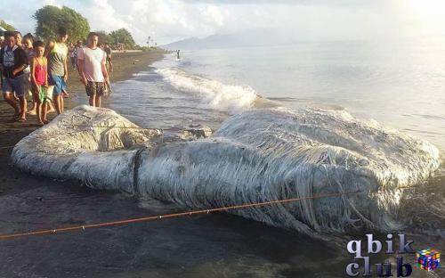 Волосатое морское чудовище по прозвищу «Глобстер», выброшенное на Филипинах
