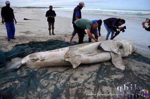 Мертвая большая белая акула, у которой отсутствует печень, выброшеная на пляж