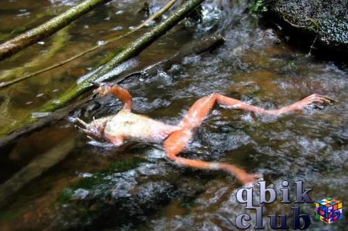 Лягушка, погибшая от хитридиомикоза