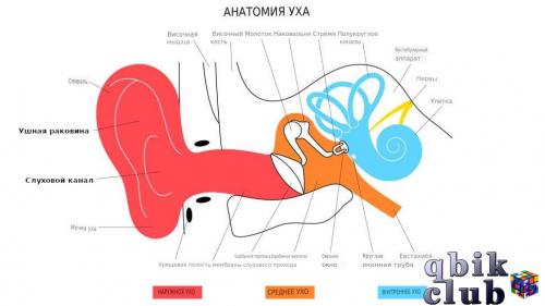 Анатомическая схема строения человеческого уха.