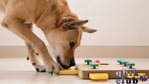 Собака с головоломкой, в которой спрятаны лакомства