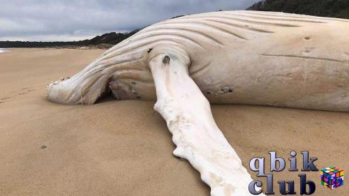 Мёртвый горбатый кит, выброшенный на берег