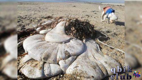 Часть желудка кита, найденная на пляже Мариазон в Корнуолле, Англия.