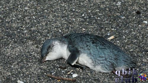 Мёртвого маленького пингвина выбросило на новозеландский пляж