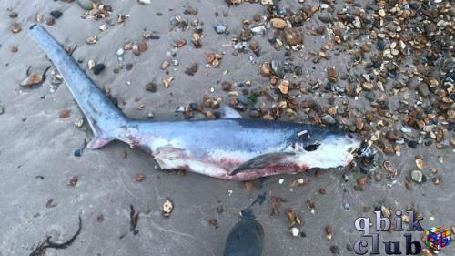 Мертвый детёныш акулы на британском пляже
