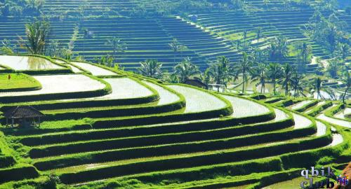Рисовые террасы Тегалаланг на острове Бали