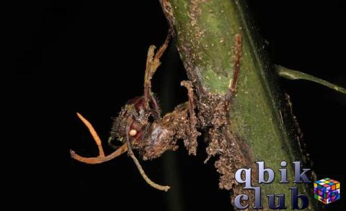 Мурашка і яго кордицепс у джунглях Эквадора