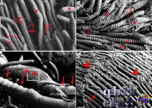 Мускулы мандыбул пад сканавальным электронным мікраскопам: (А) - у здаровага мурашкі-шашалі; (У), (З) і (D) - у здзіўленага кордіцепсом. На (D) можна бачыць загадкавыя везікулы
