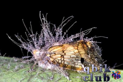 Cicada cordyceps Nogodinidae ў Коста-Рыцы